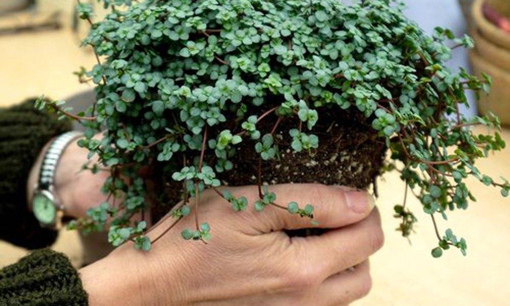 The Glasshouse Project The Glasshouse Project