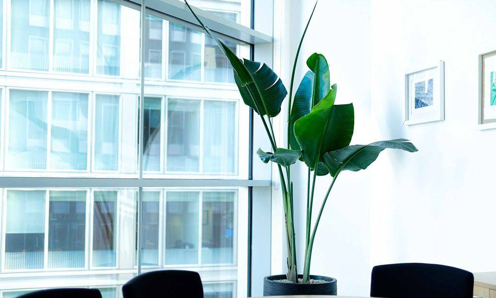 The Glasshouse Project The Glasshouse Project