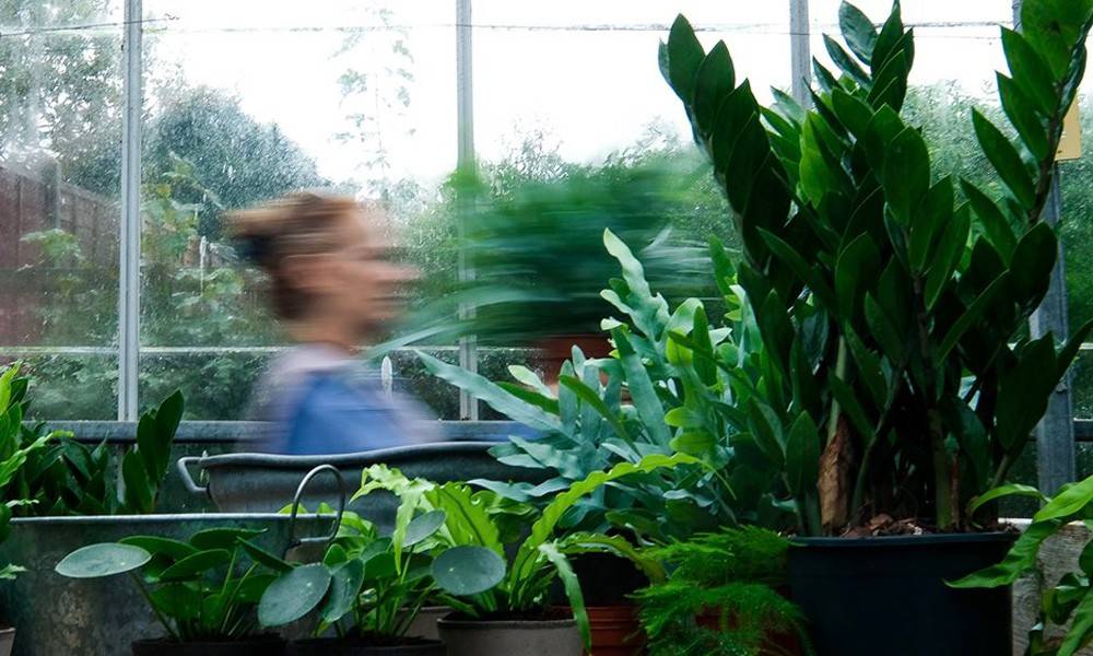 The Glasshouse Project The Glasshouse Project