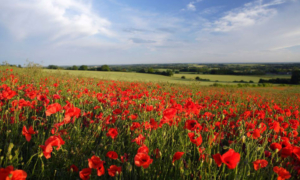Field of poppies