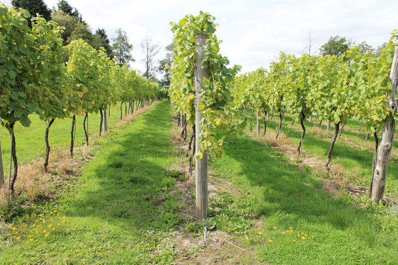Lamberhurst-vineyards-Aug-2014-(4)