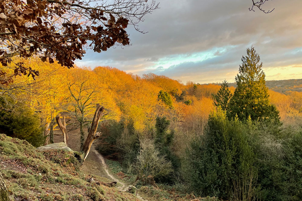 Ruthall-Common-Happy-Valley A moody landscape of countryside with a dark sky, bright yellow trees and a windy path travelling through the middle