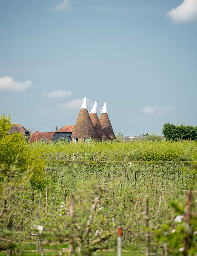 orchads-near-paddock-wood-web-res orchard with oast house in the background
