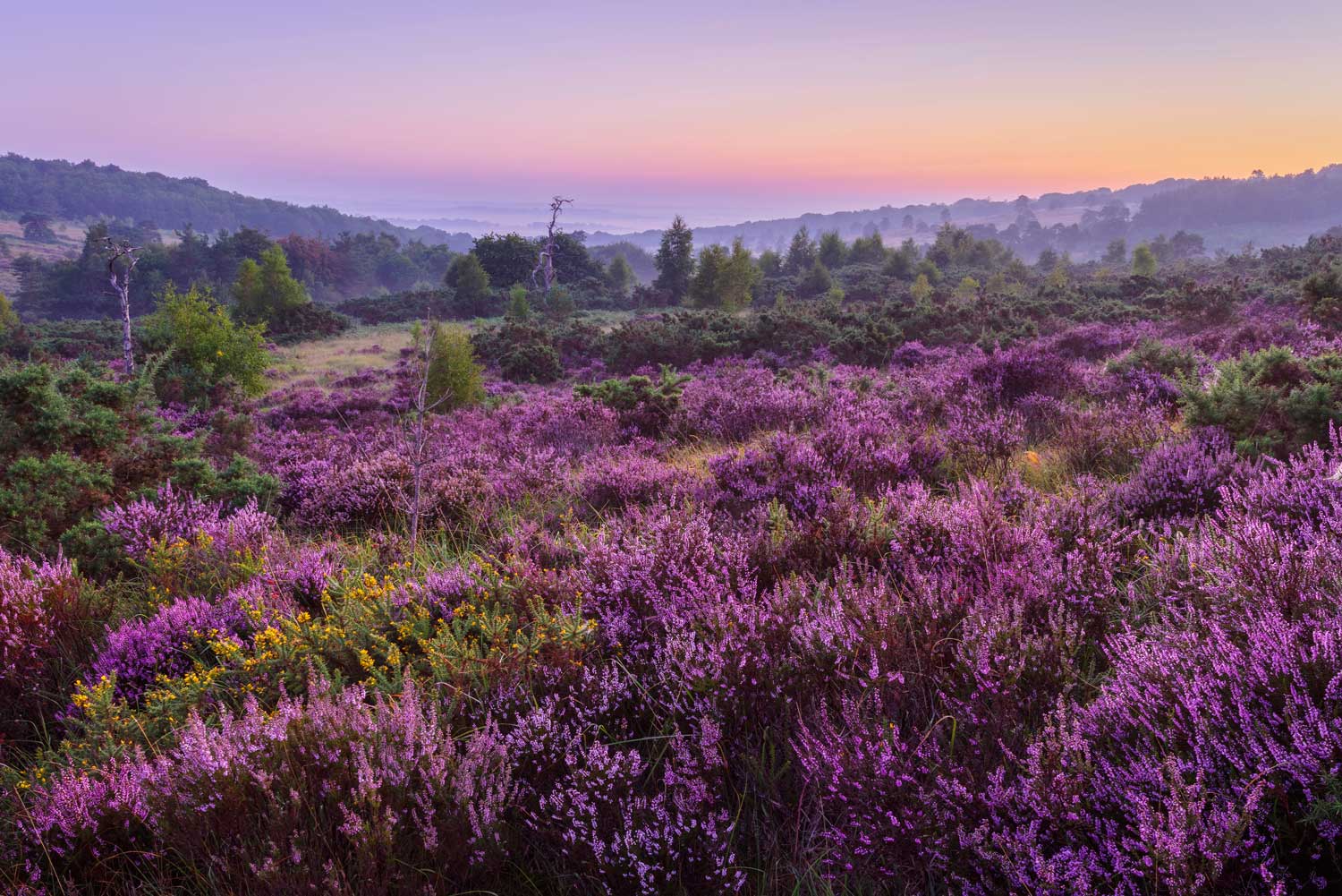 Ashdown Forest Heather on the Ashdown Forest