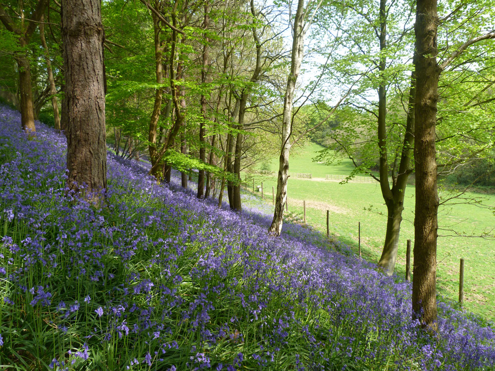 Bluebell bank Bluebell bank