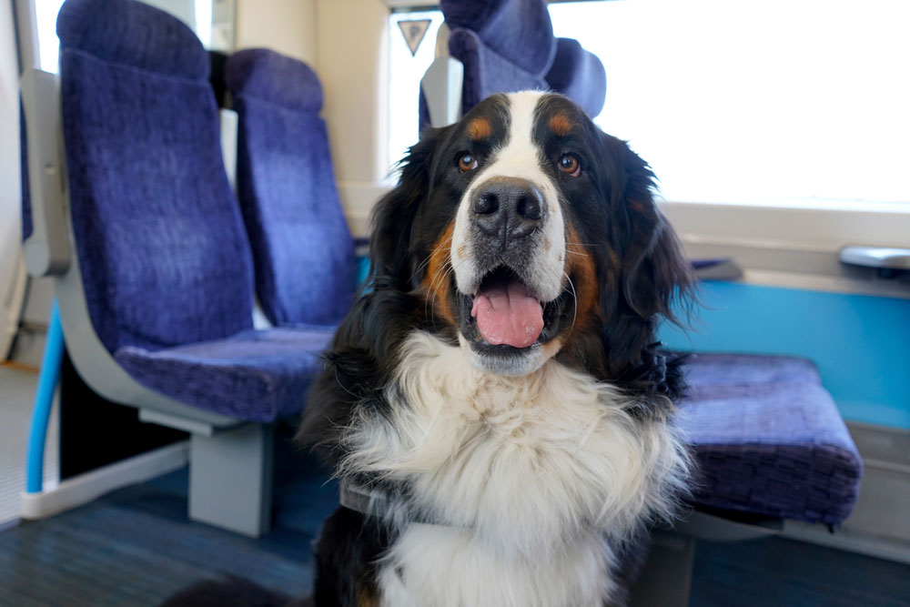 Dog on a train Dog on a train