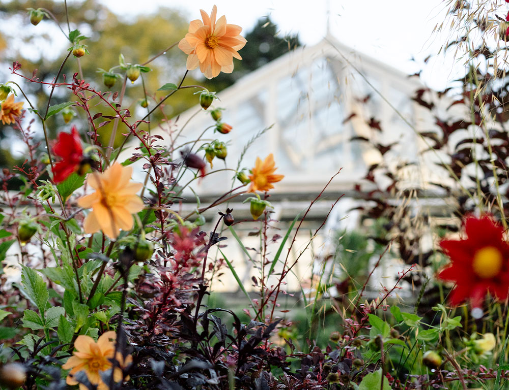 Water-Lane-garden-flowers