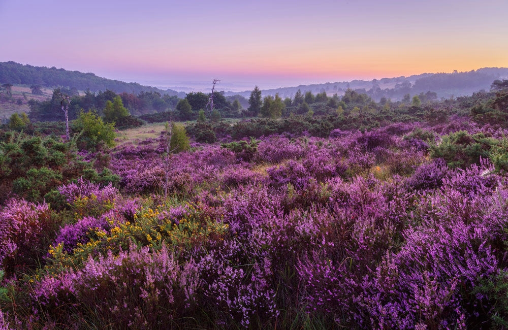 Ashdown Forest Ashdown Forest