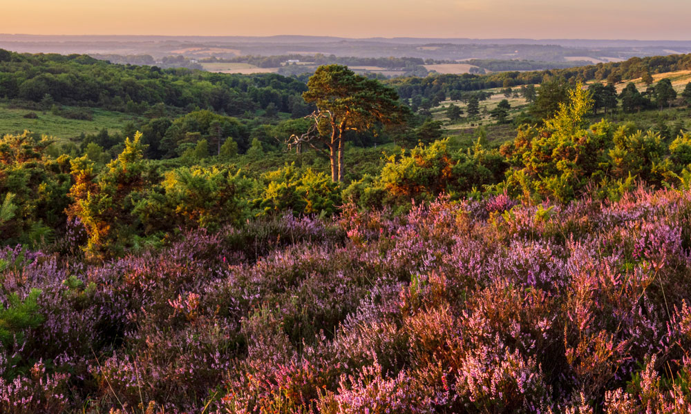 Ashdown Forest