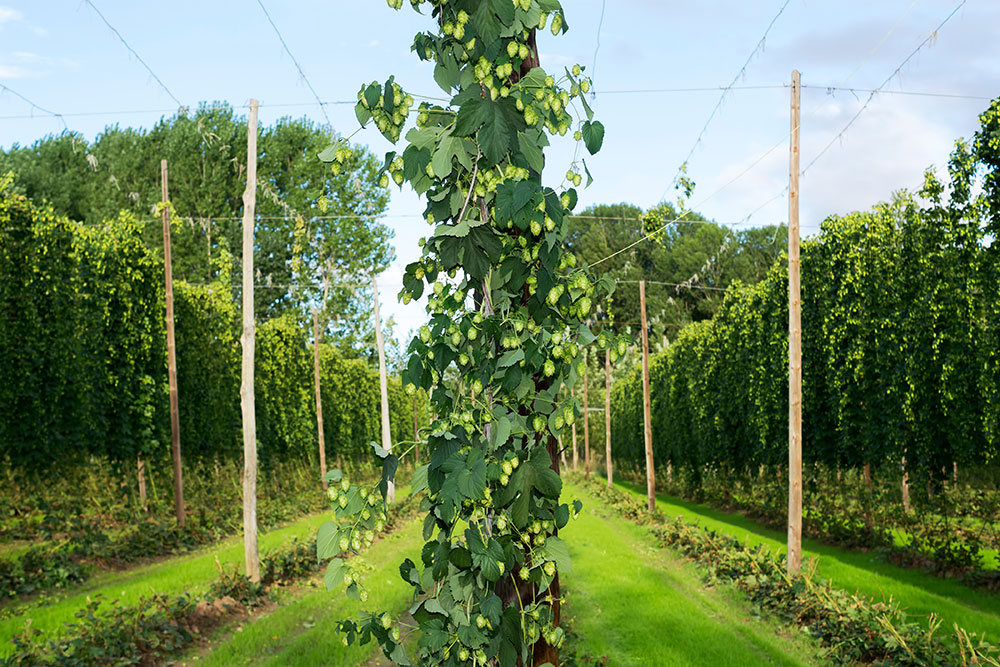 Hop vines