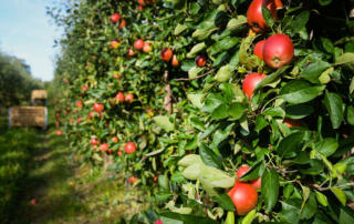 Apple orchard
