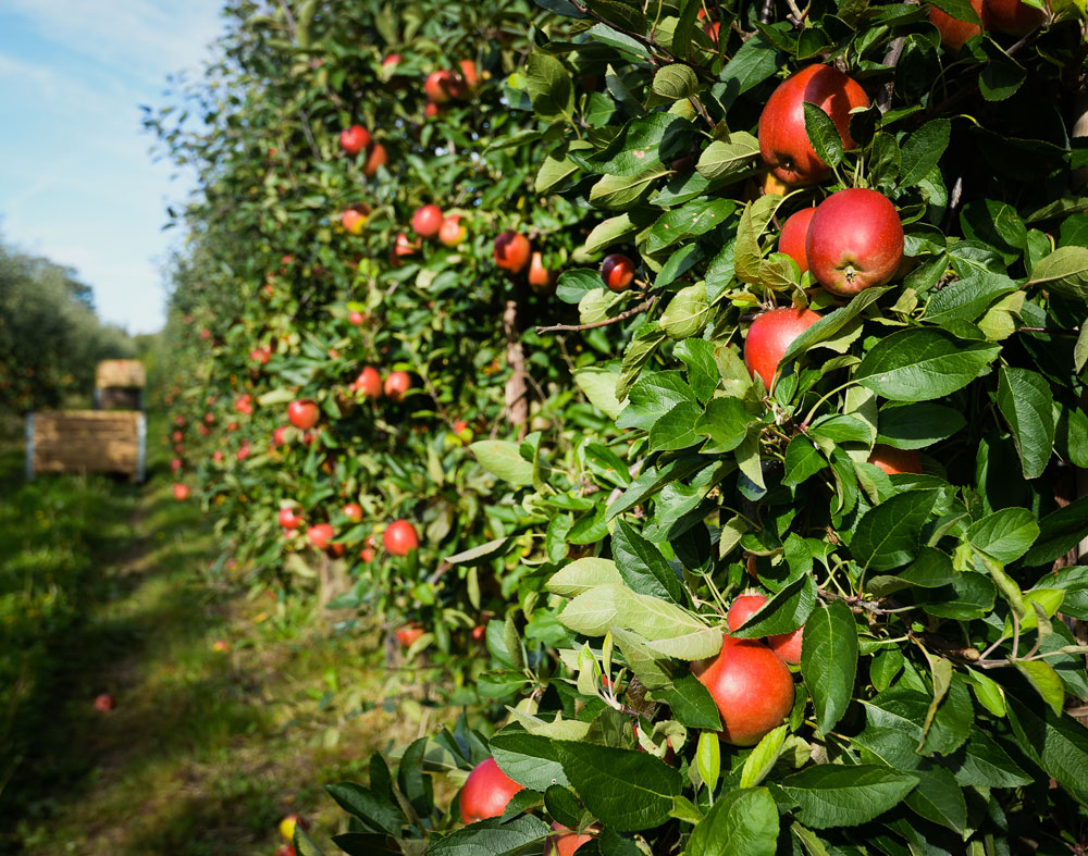 Apple orchard Apple orchard