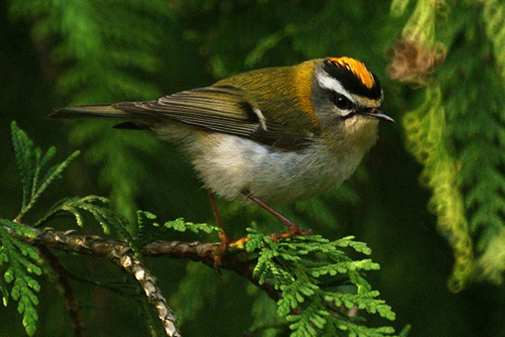 Firecrest Firecrest
