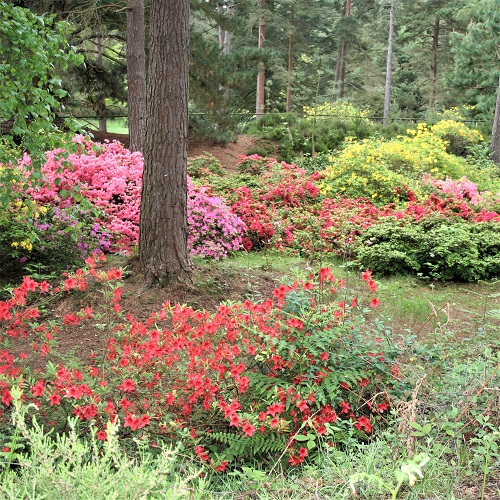 Rhododendrons in The Glory Hole Rhododendrons in The Glory Hole