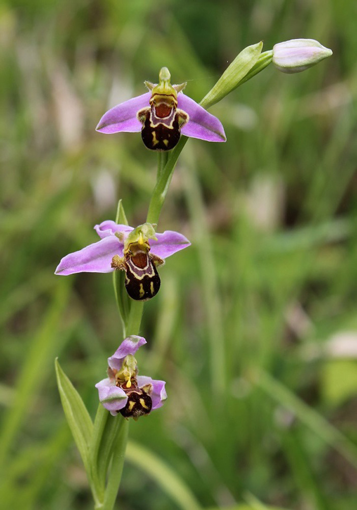 Bee orchid Bee orchid
