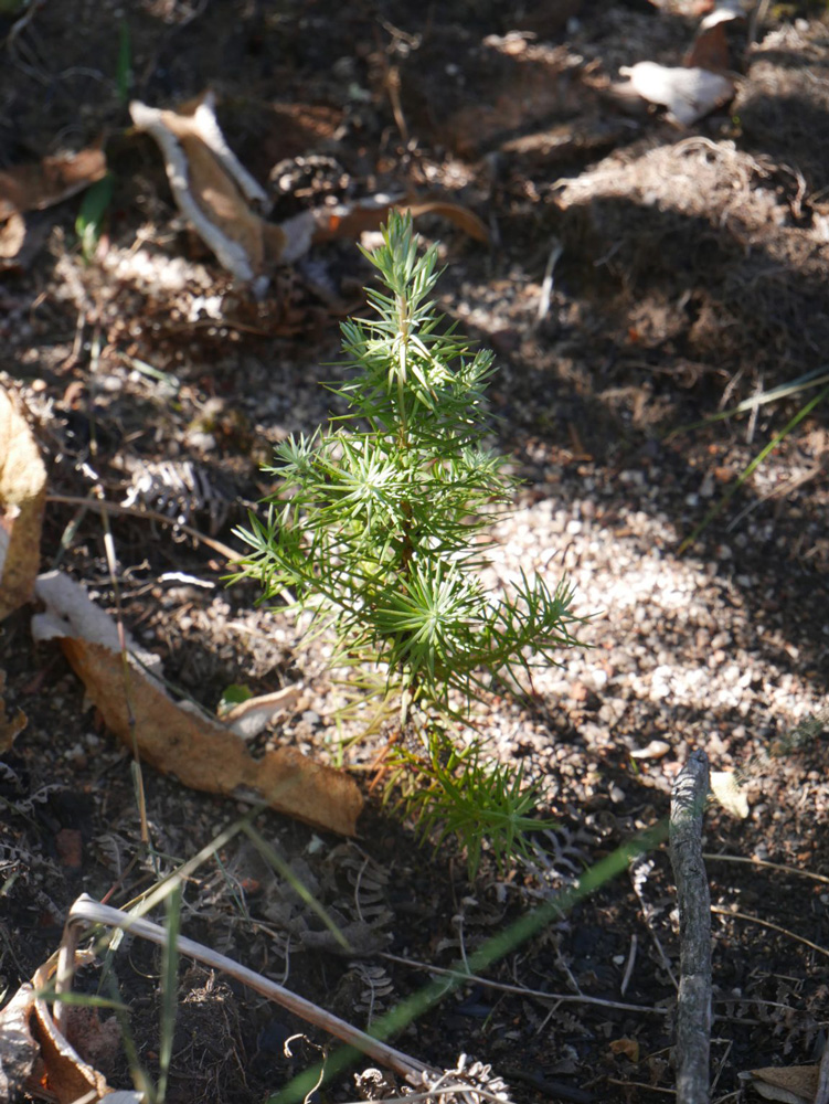 Mulanje Cedar Mulanje Cedar