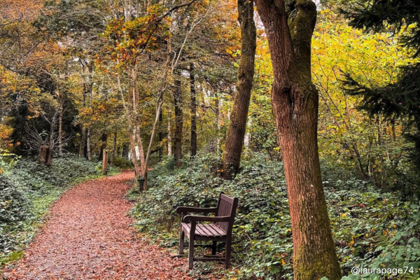 Bench on woodland path Bench on woodland path