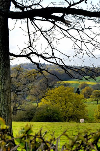 wealden tree Wealden tree