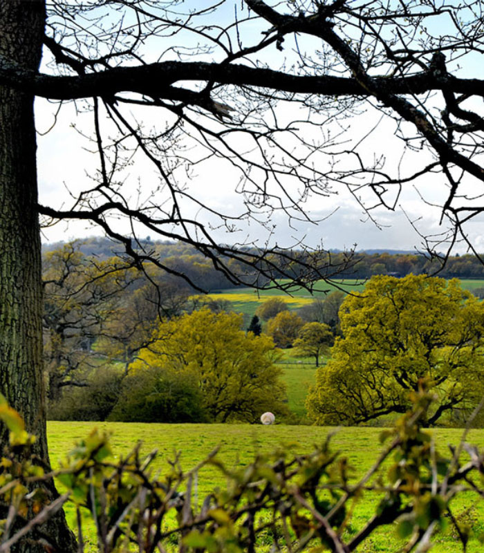 wealden tree and field wealden tree and field