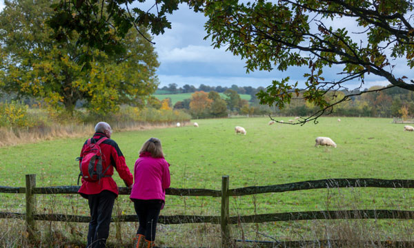 Couple looking at sheep in a field Couple looking at sheep in a field