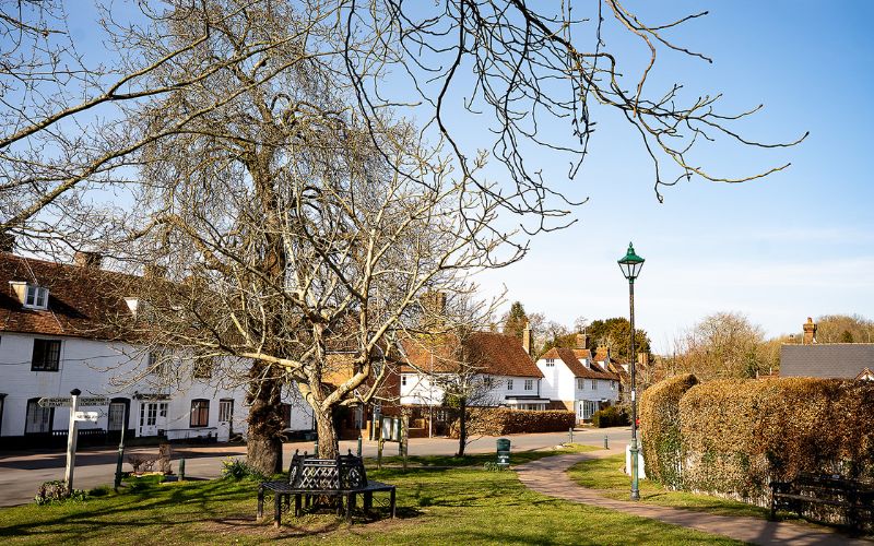 Tree in village centre