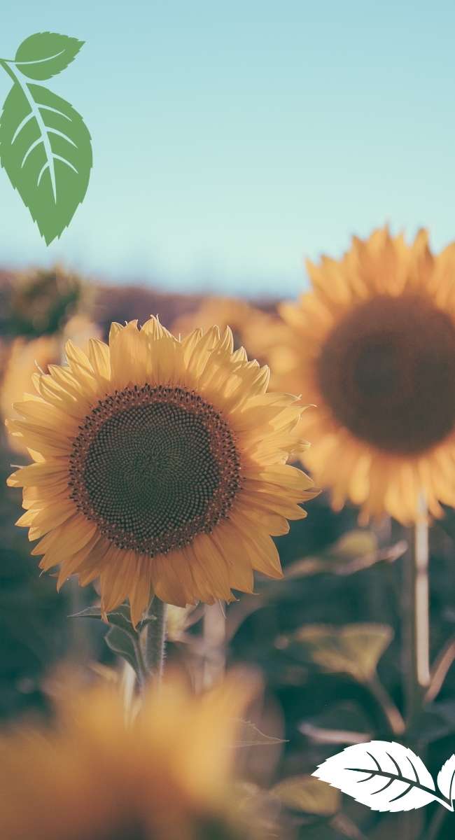 Sunflowers in a field