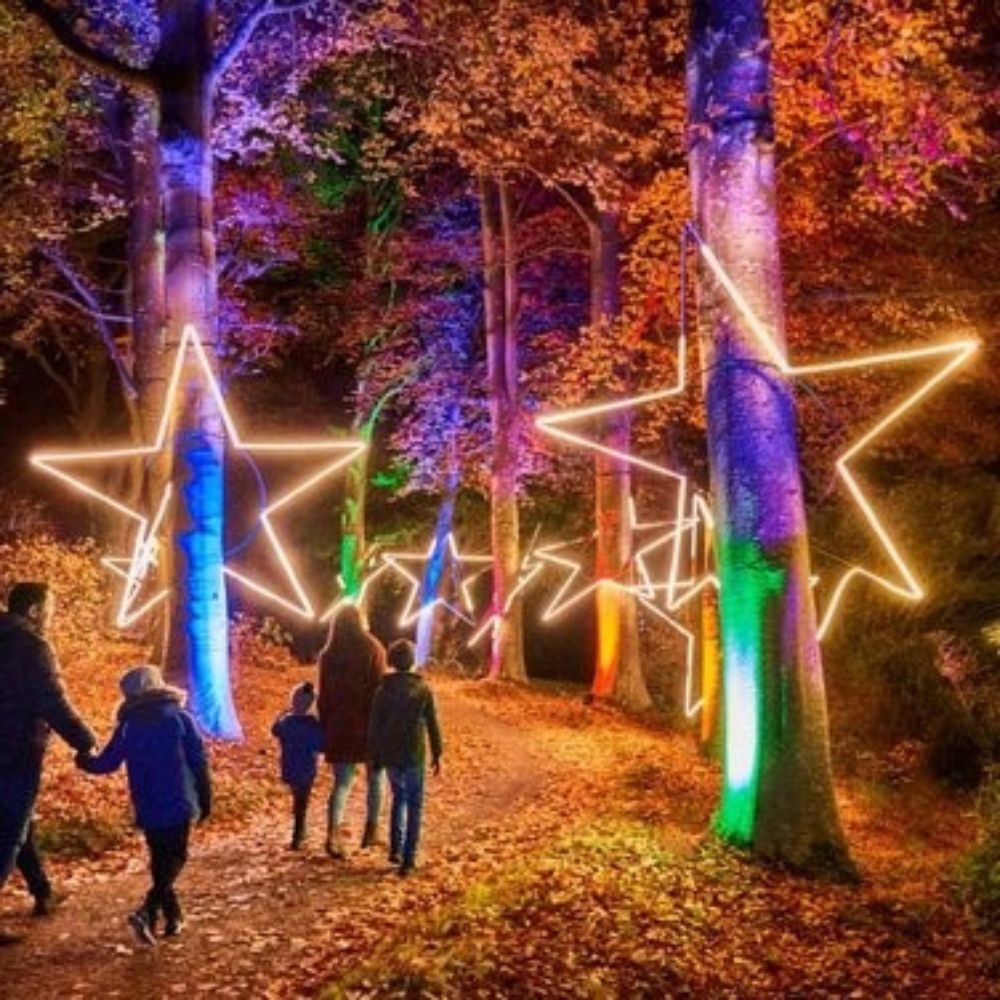 christmas lights in forest